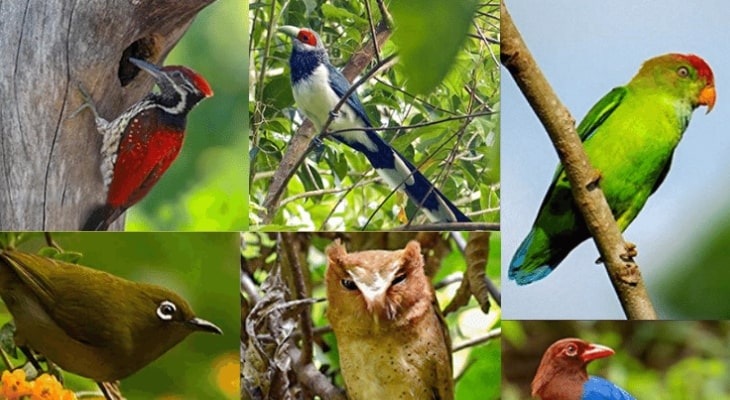 Endemic Birds of Sri Lanka | List of Sri Lankan Birds - Seeceylon