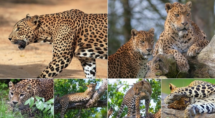 Sri-Lankan-Leopard-Jeep-Safary-Yala-in-Sri-Lanka